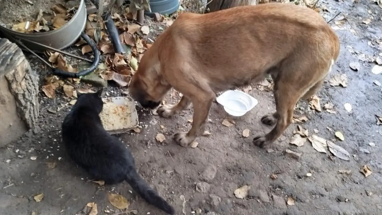 🚐 Naplníme společně auto nadějí pro psy a kočky bez domova 🐾❤️