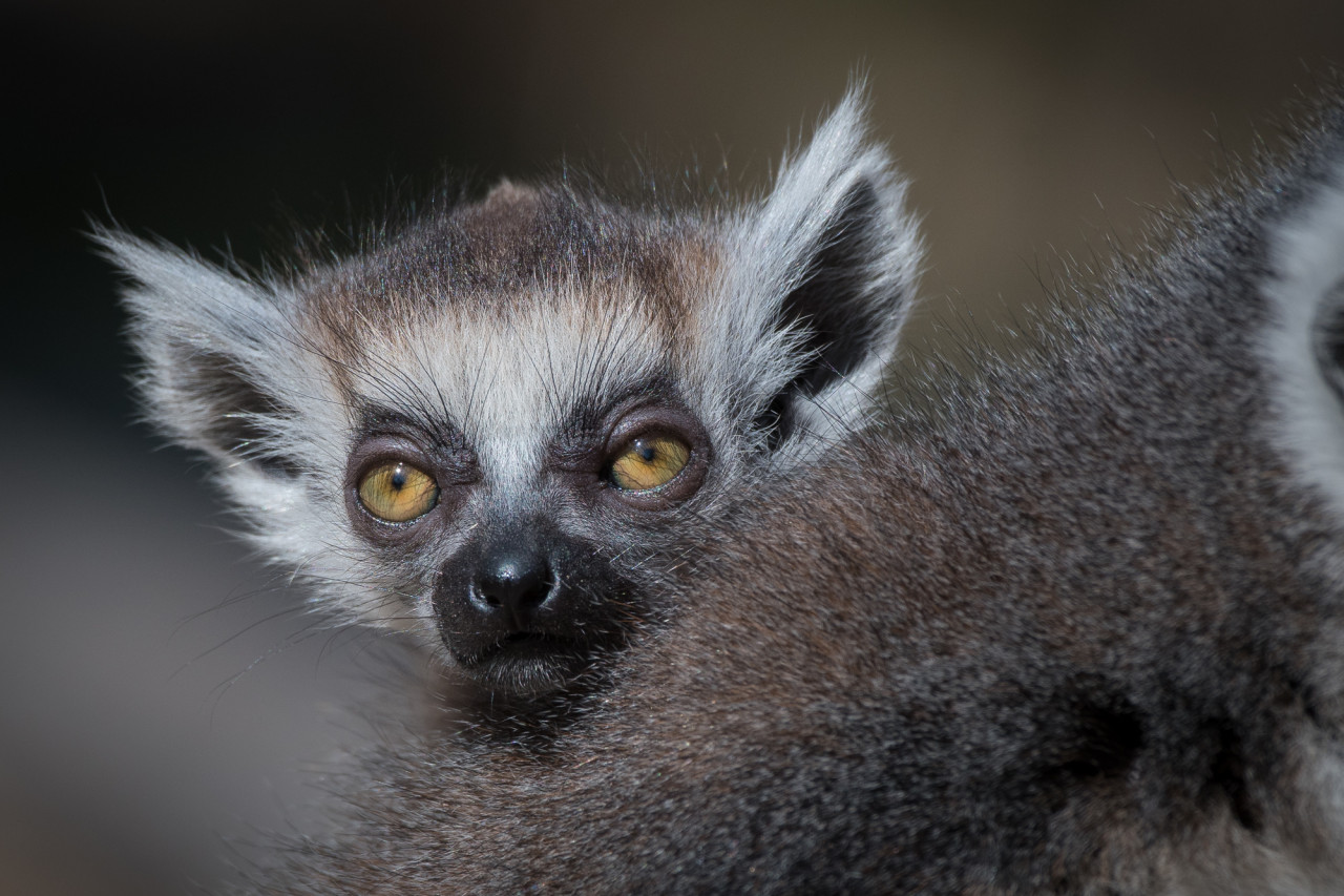 Podpořte dvojčata lemura kata, která se narodila v Zoo Praha v době karantény