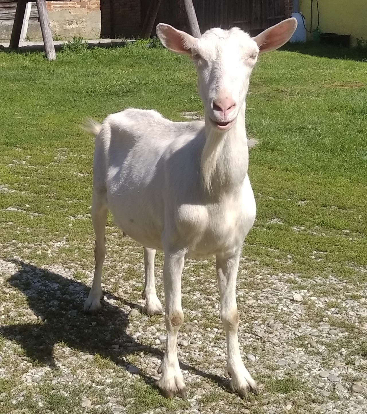 Nakrmili jste zvířata v nouzi
