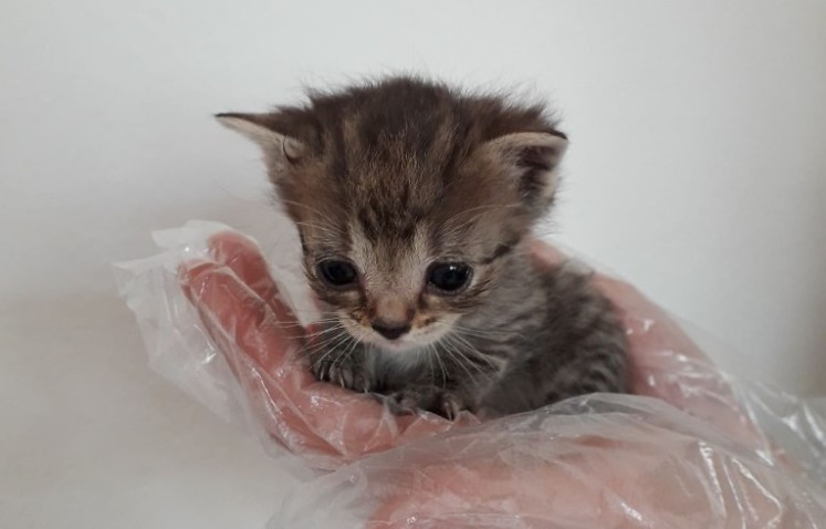 Přispějte na veterinární péči pro opuštěná zvířátka