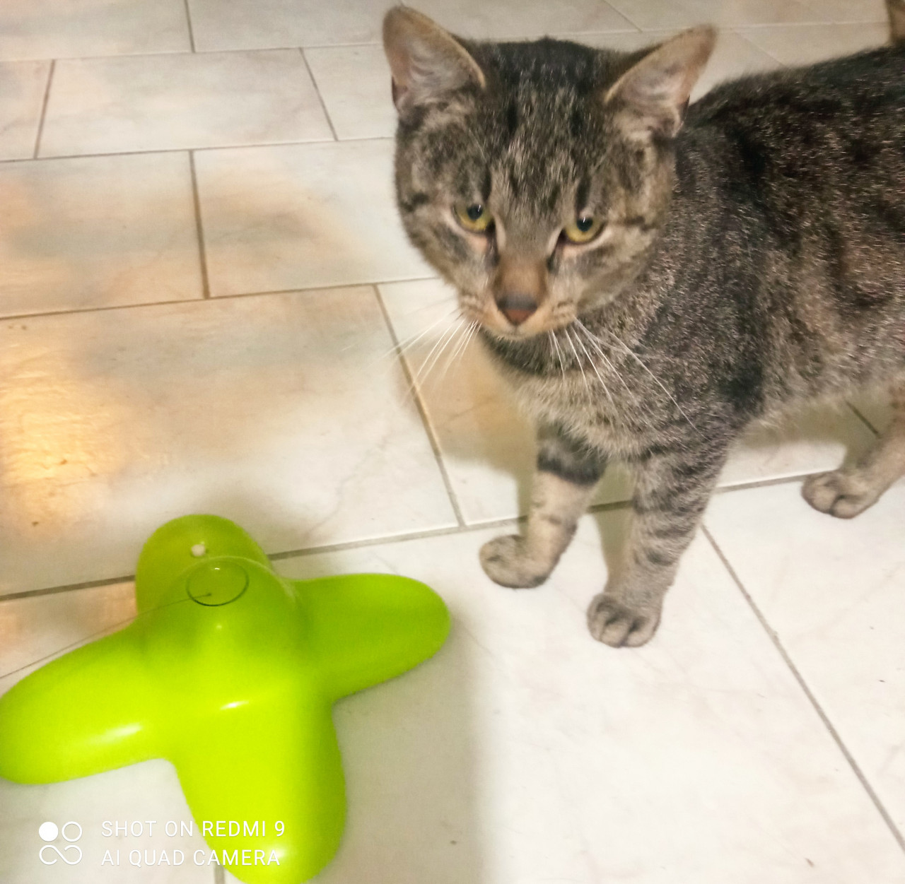 Přispěli jste na ošetření u veterináře a krmivo pro zachráněné kočičky