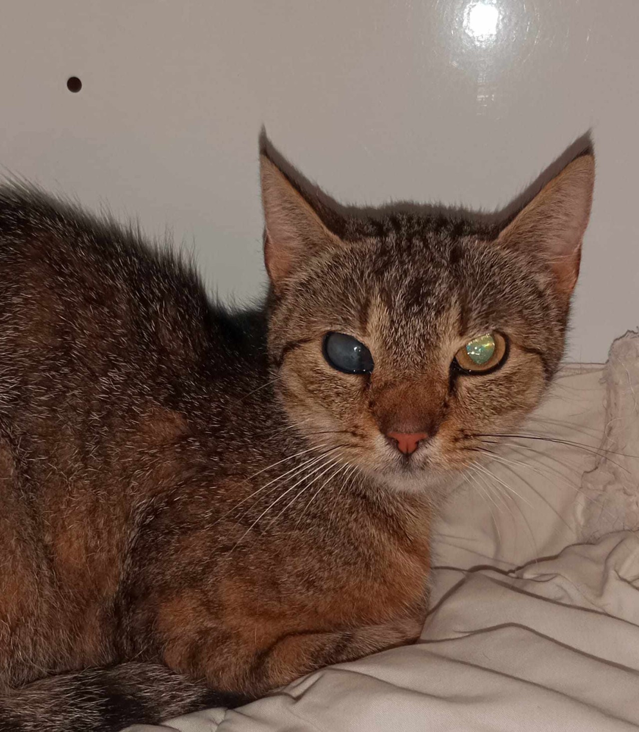 Pomohli jste postřelené Riley