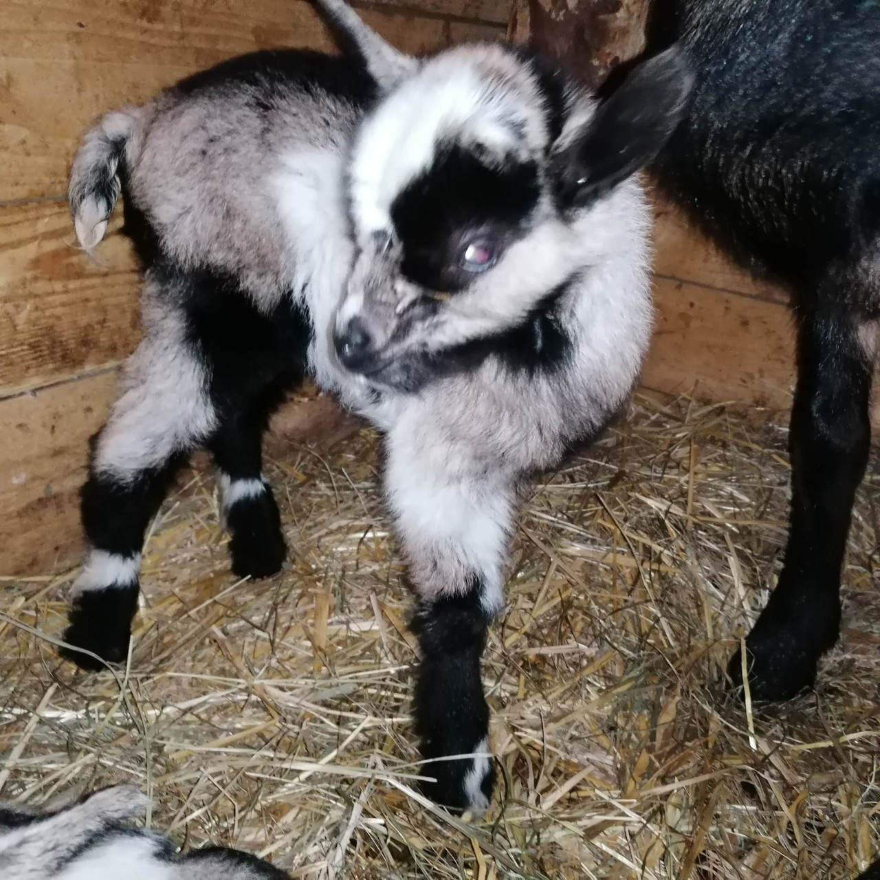 Pomohli jste malé kozí farmě