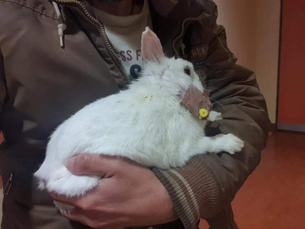 Pomohli jste zaplatit léčbu pro Piškotku