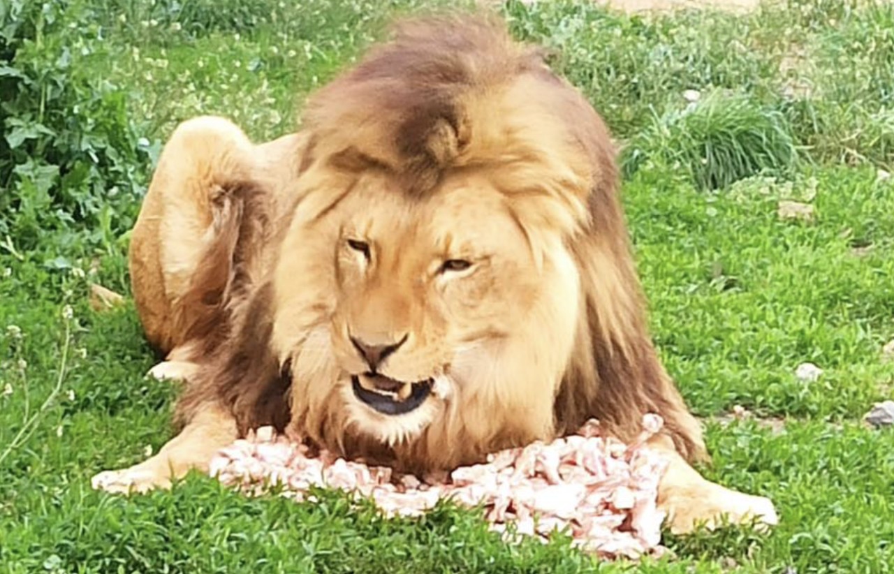 Pozvi zvíře na oběd v Animal parku Rabina