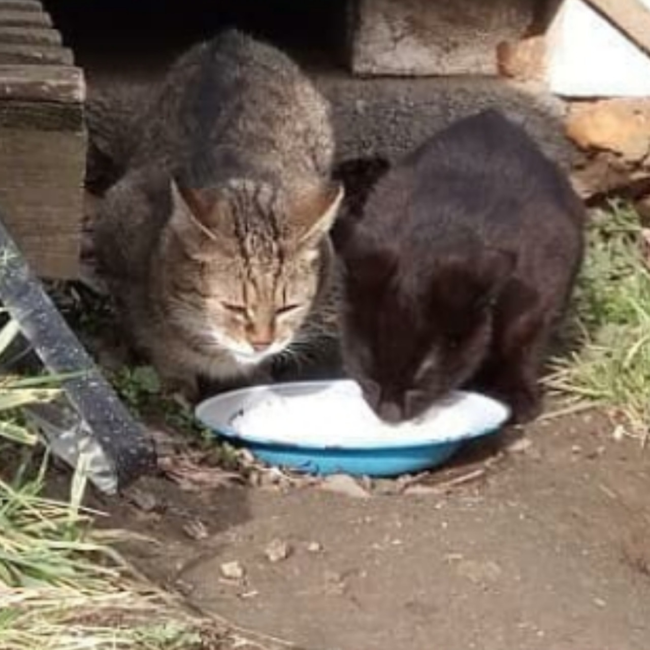 Pomohli jste kočičkám na ulici