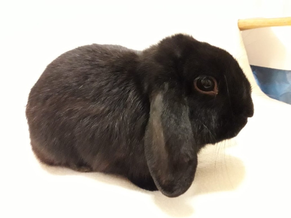 Přispějte na veterinární péči pro opuštěná zvířátka