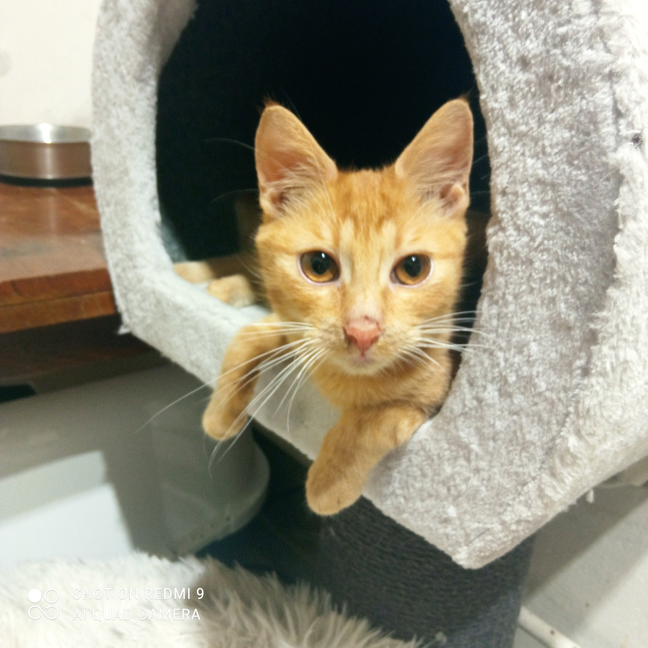 Přispěli jste na ošetření u veterináře a krmivo pro zachráněné kočičky