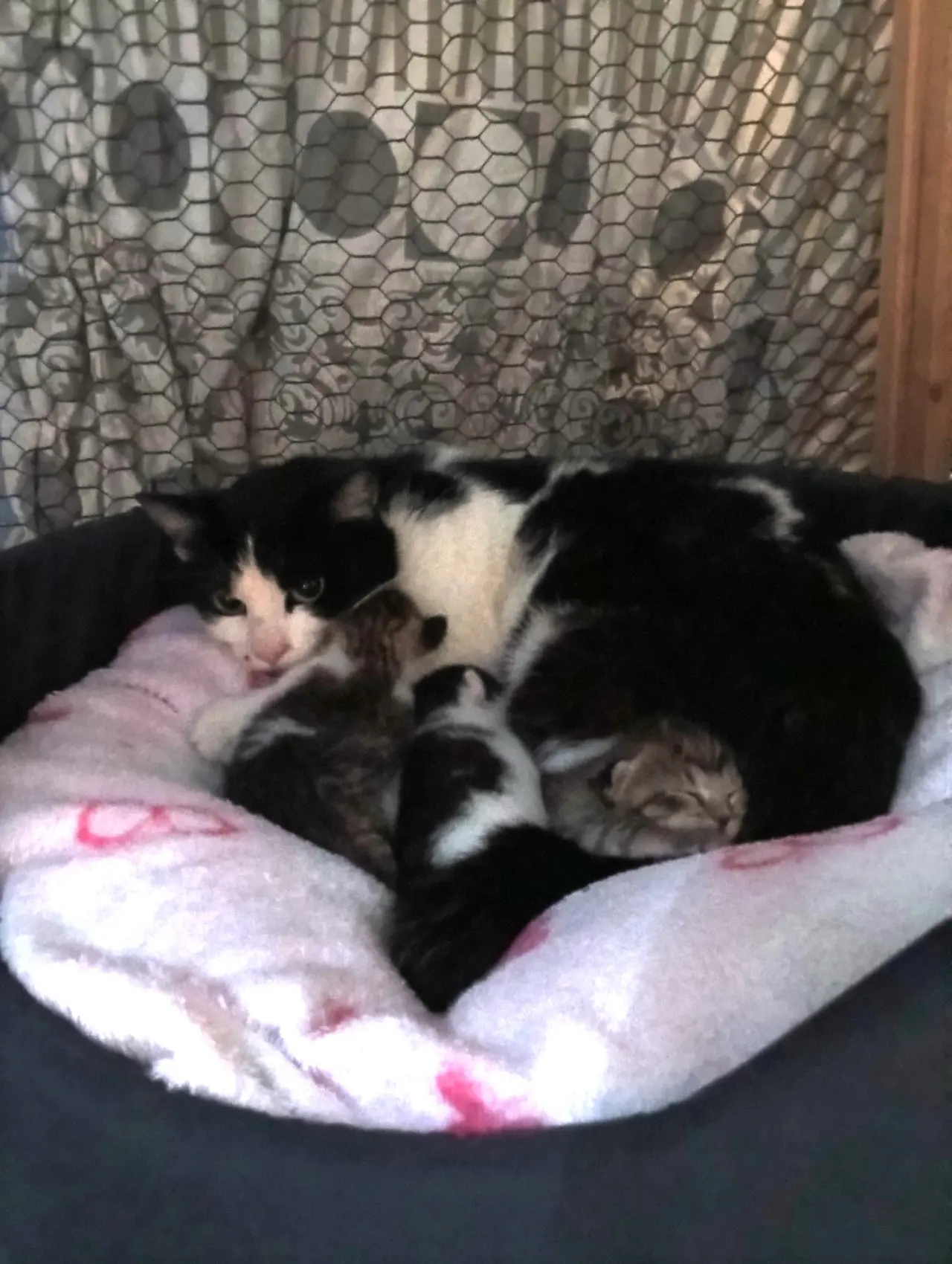 Podpořili jste veterinární péči pro 30 koťat z Kralup a okolí