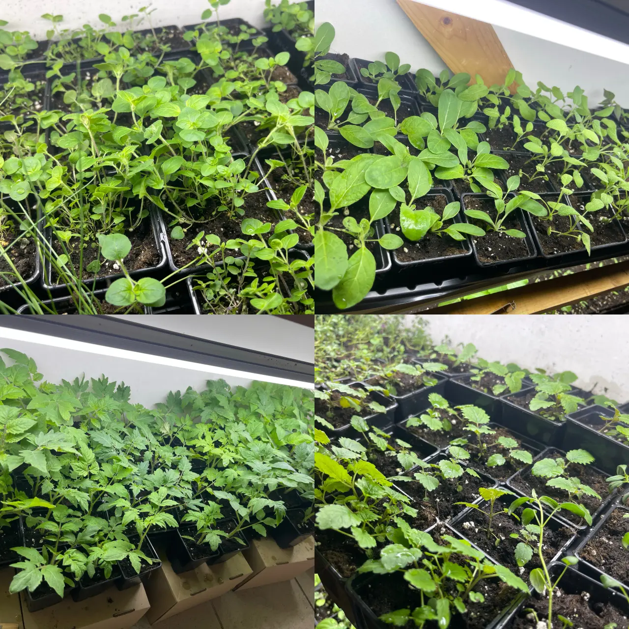 Podpořte bylinkový projekt Azeret Herbs