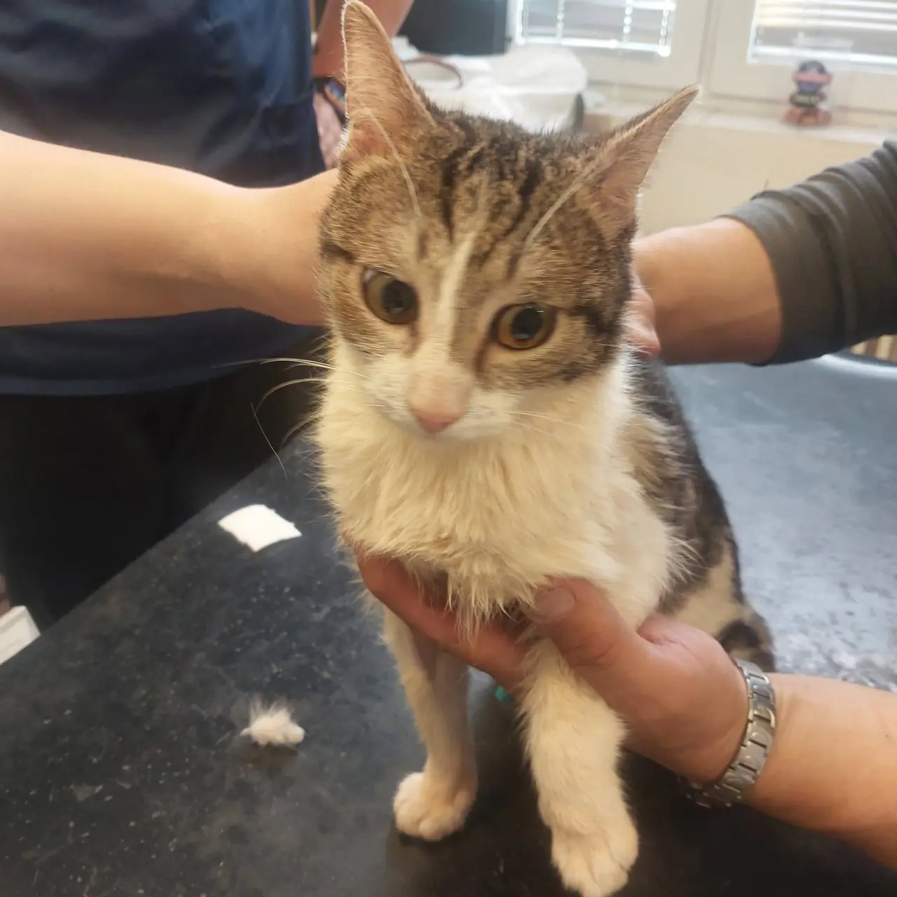 ❣️FUNGOVÁNÍ LIGY NA OCHRANU ZVÍŘAT - VETERINÁRNÍ PÉČE PRO KOČKY V NOUZI⚕️👩⚕️