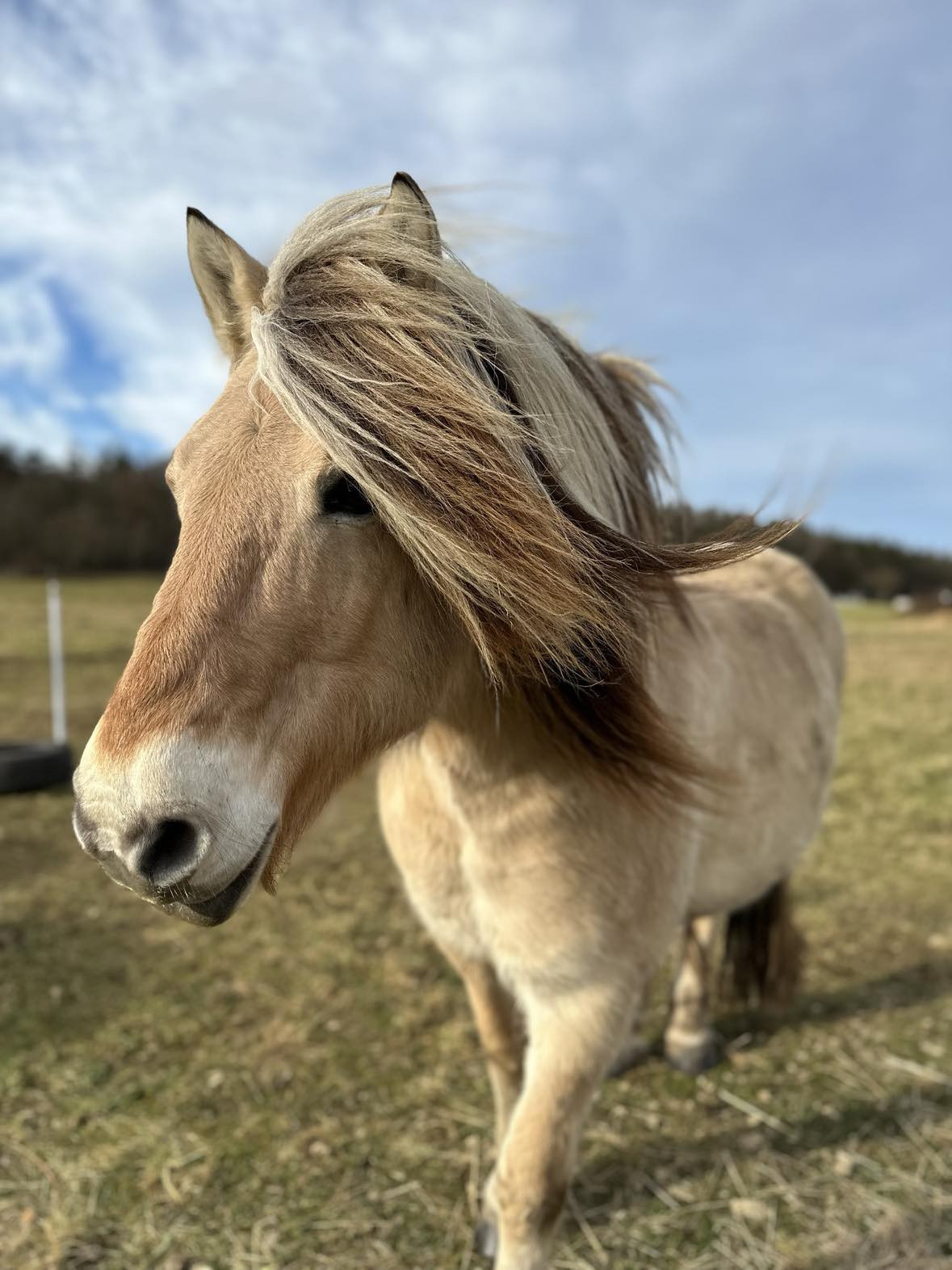 Operace fjordského koně Míša