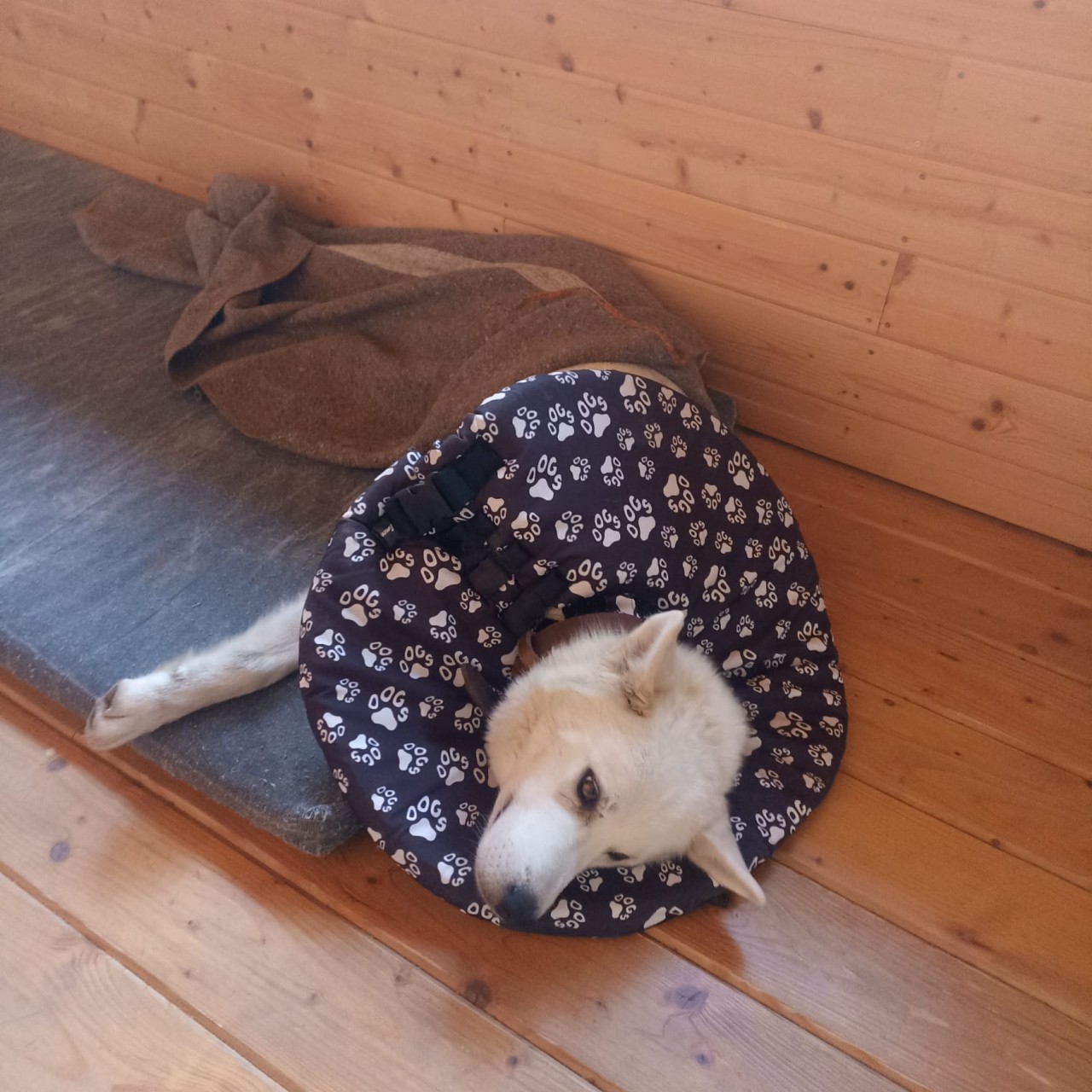 Pomohli jste Neepsovi s nákladnou léčbou a operací nohy