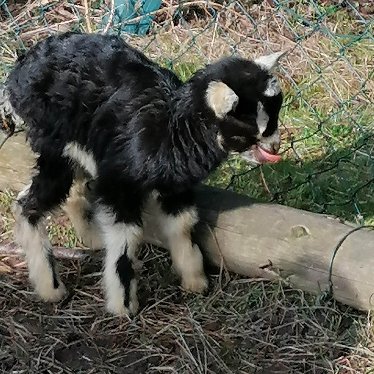 Pomohli jste malé kozí farmě