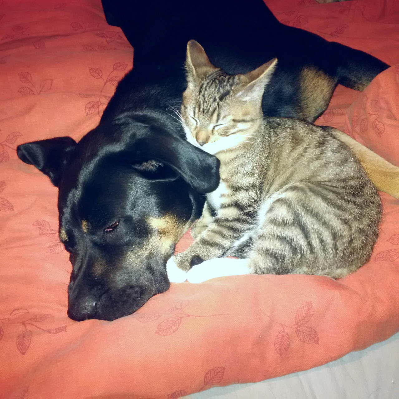 Složili jste se na krmení a veterinární péči pro zvířátka z Eda Nezbeda a spol., z. s.