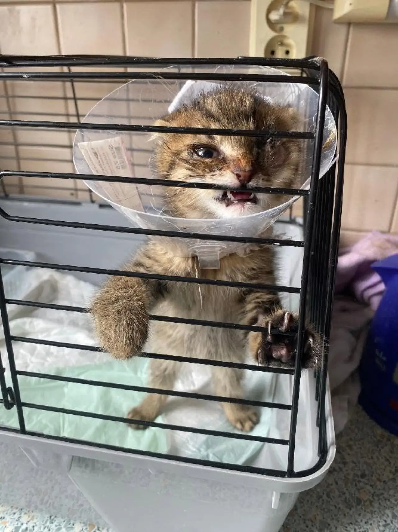 ❣️FUNGOVÁNÍ LIGY NA OCHRANU ZVÍŘAT - VETERINÁRNÍ PÉČE PRO KOČKY V NOUZI⚕️👩⚕️
