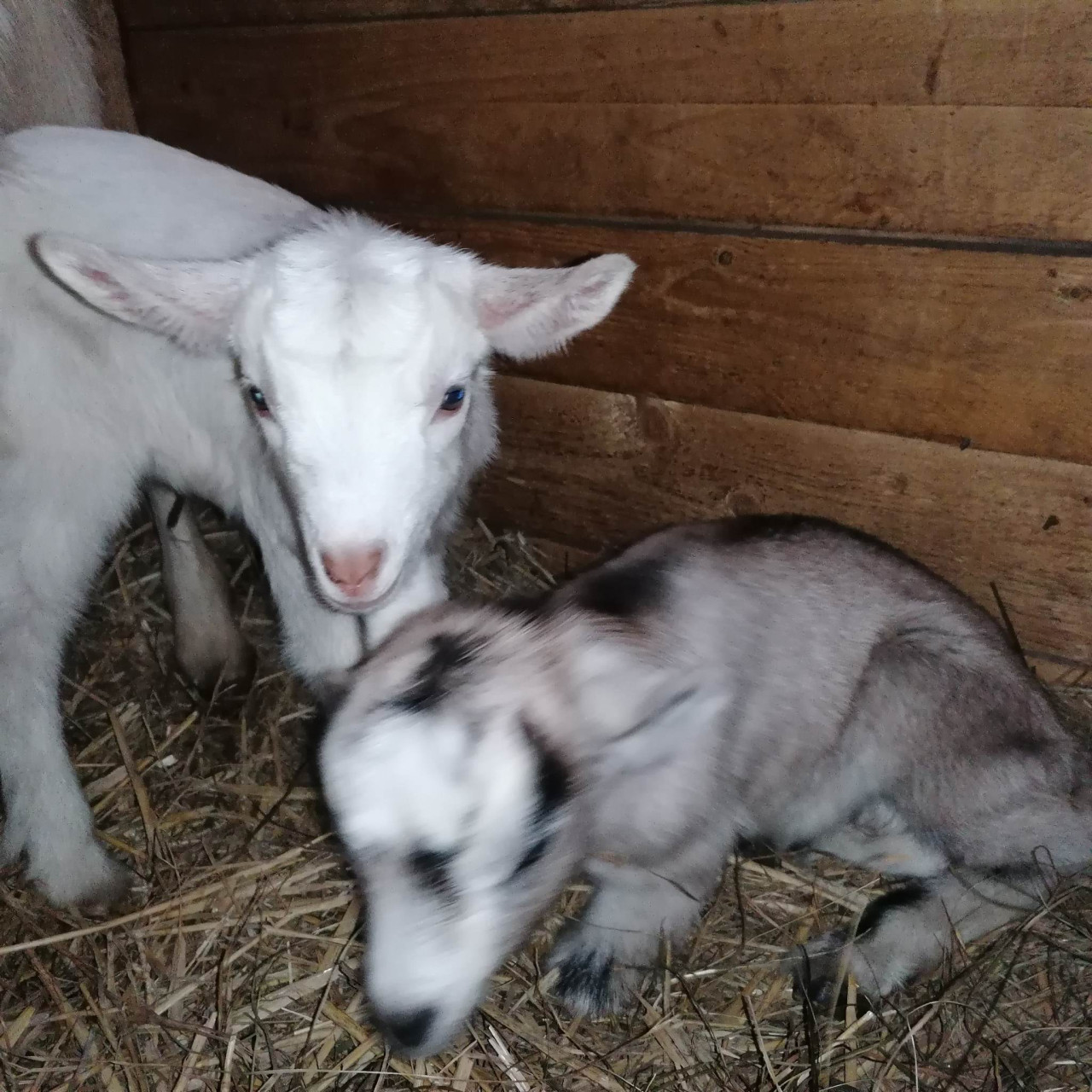 Pomohli jste malé kozí farmě