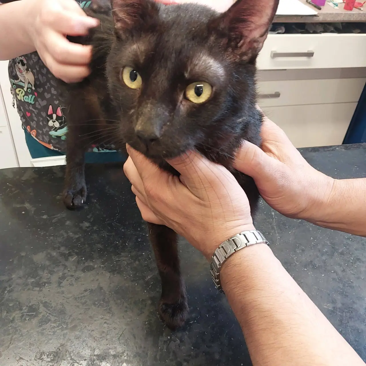 ❣️FUNGOVÁNÍ LIGY NA OCHRANU ZVÍŘAT - VETERINÁRNÍ PÉČE PRO KOČKY V NOUZI⚕️👩⚕️