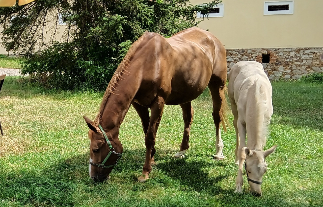 Statečná Amálka žije