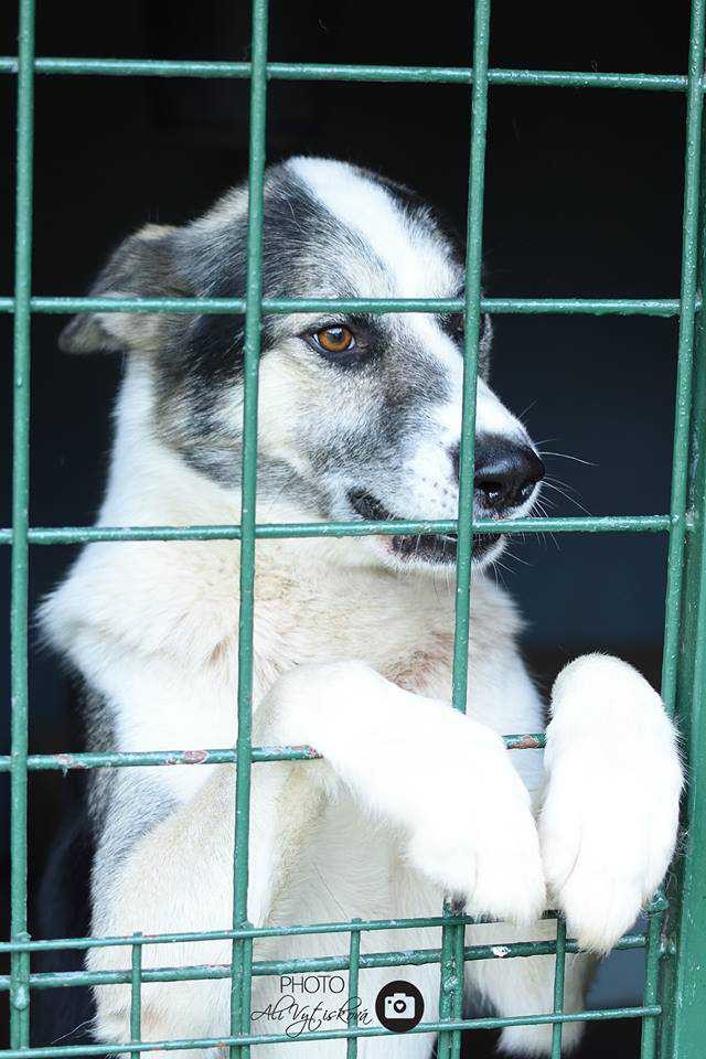 Pomohli jste přispět na opravu poničeného areálu psího útulku