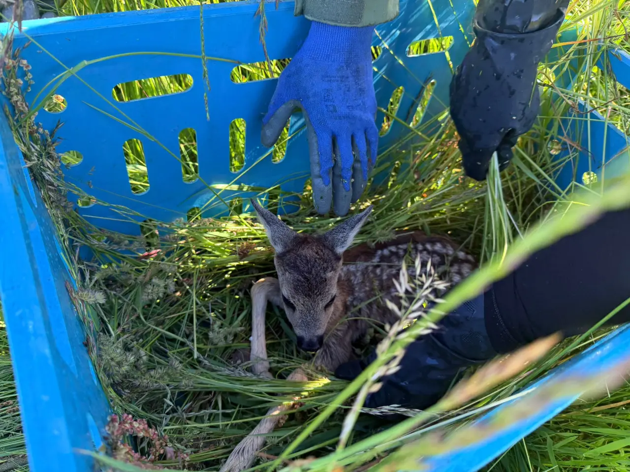 Pořízení dronu s termokamerou na záchranu srnčat