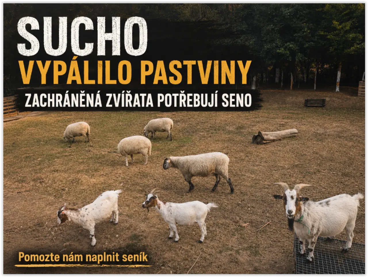 Sucho vypálilo pastviny. Zachráněná zvířata potřebují seno.