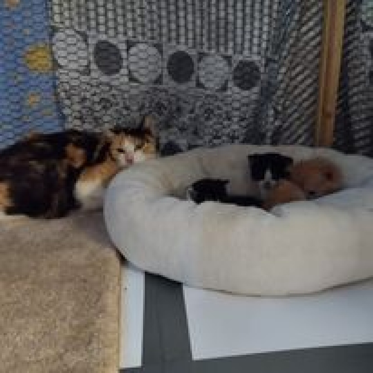 Složili jste se na kastraci a veterinární péči pro 20 opuštěných koťat z Kralup a okolí