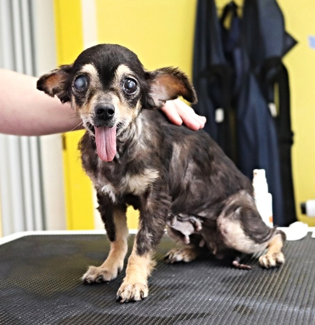 Veterinární péče o psí stařečky