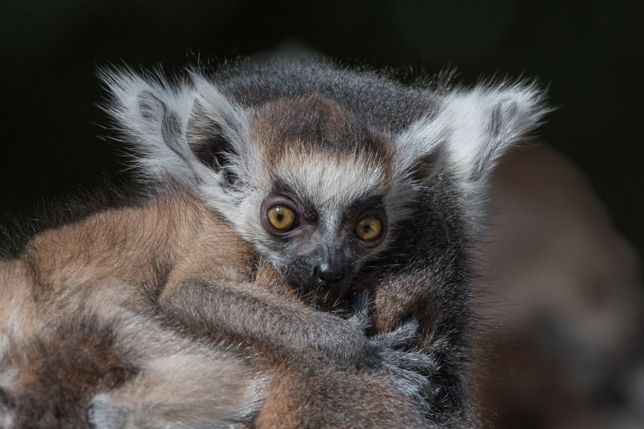 Podpořte dvojčata lemura kata, která se narodila v Zoo Praha v době karantény