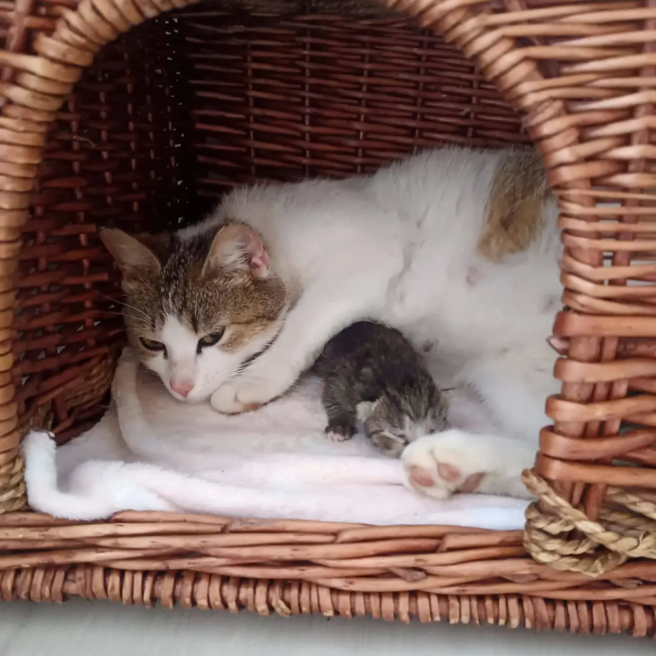 ❣️FUNGOVÁNÍ LIGY NA OCHRANU ZVÍŘAT - VETERINÁRNÍ PÉČE PRO KOČKY V NOUZI⚕️👩⚕️