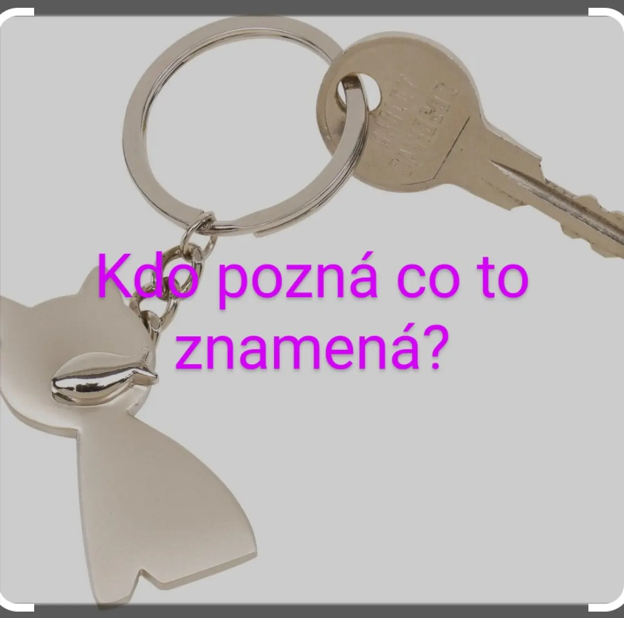 Pojďme dát kočičkám druhou šanci, obnovme kočičí kavárnu café & bar Šťastné tlapky