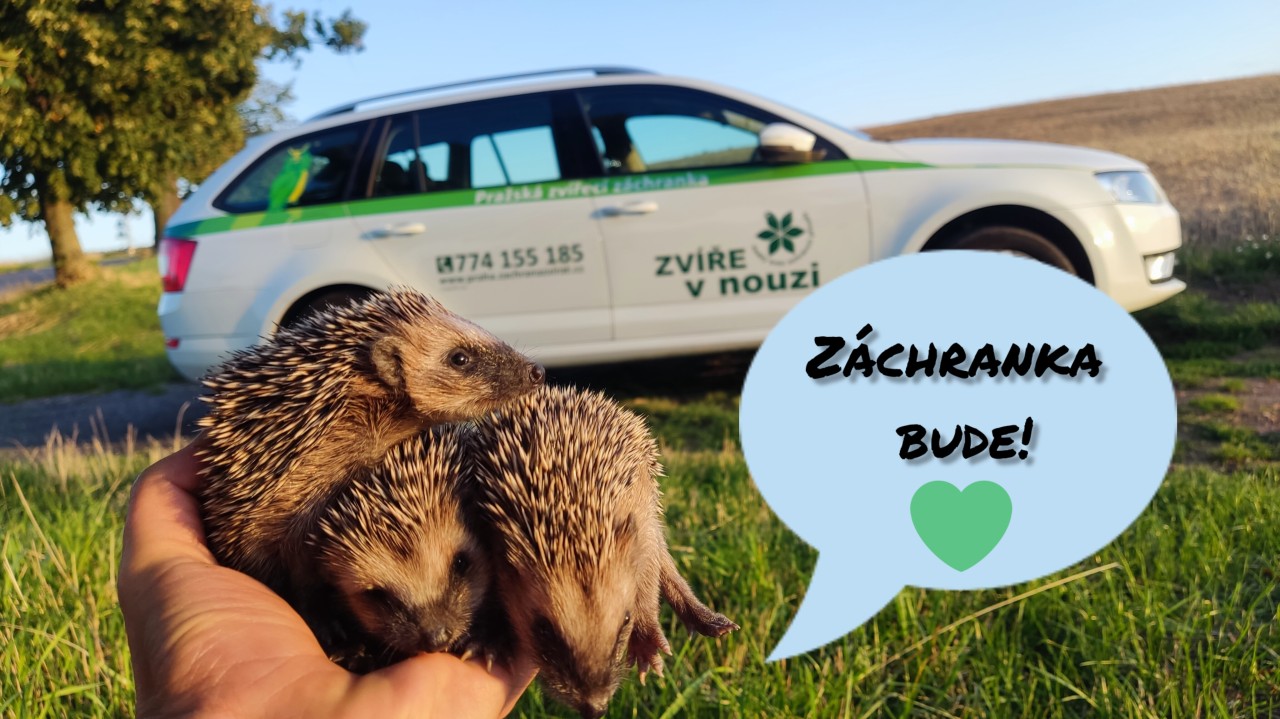 Poskytli jste rychlou pomoc zvířatům
