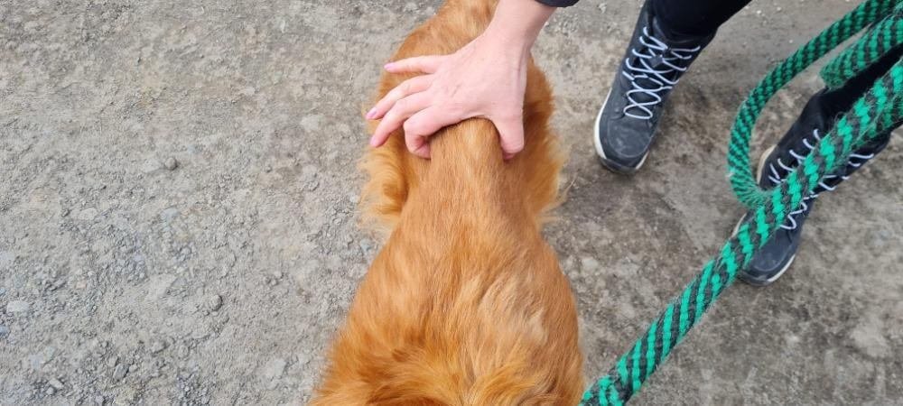 Pomohli jste pejskům v nouzi