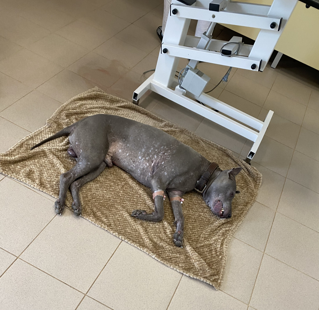 Pomohli jste Caouškovi v boji s rakovinou