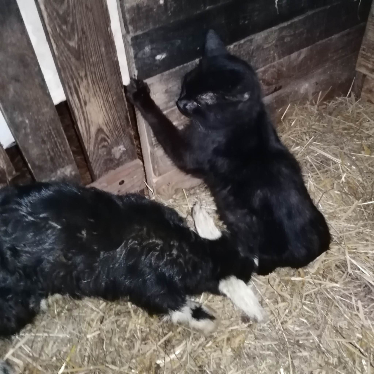 Pomohli jste malé kozí farmě