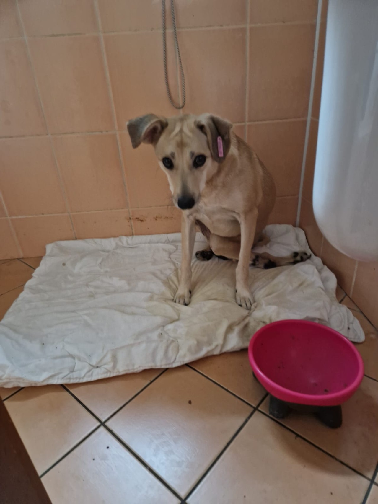 Pomohli jste přispět na povodňovou sbírku pro útulky