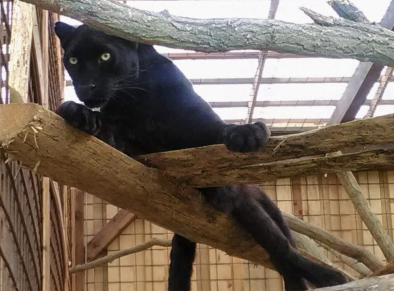 Pozvi zvíře na oběd v Animal parku Rabina