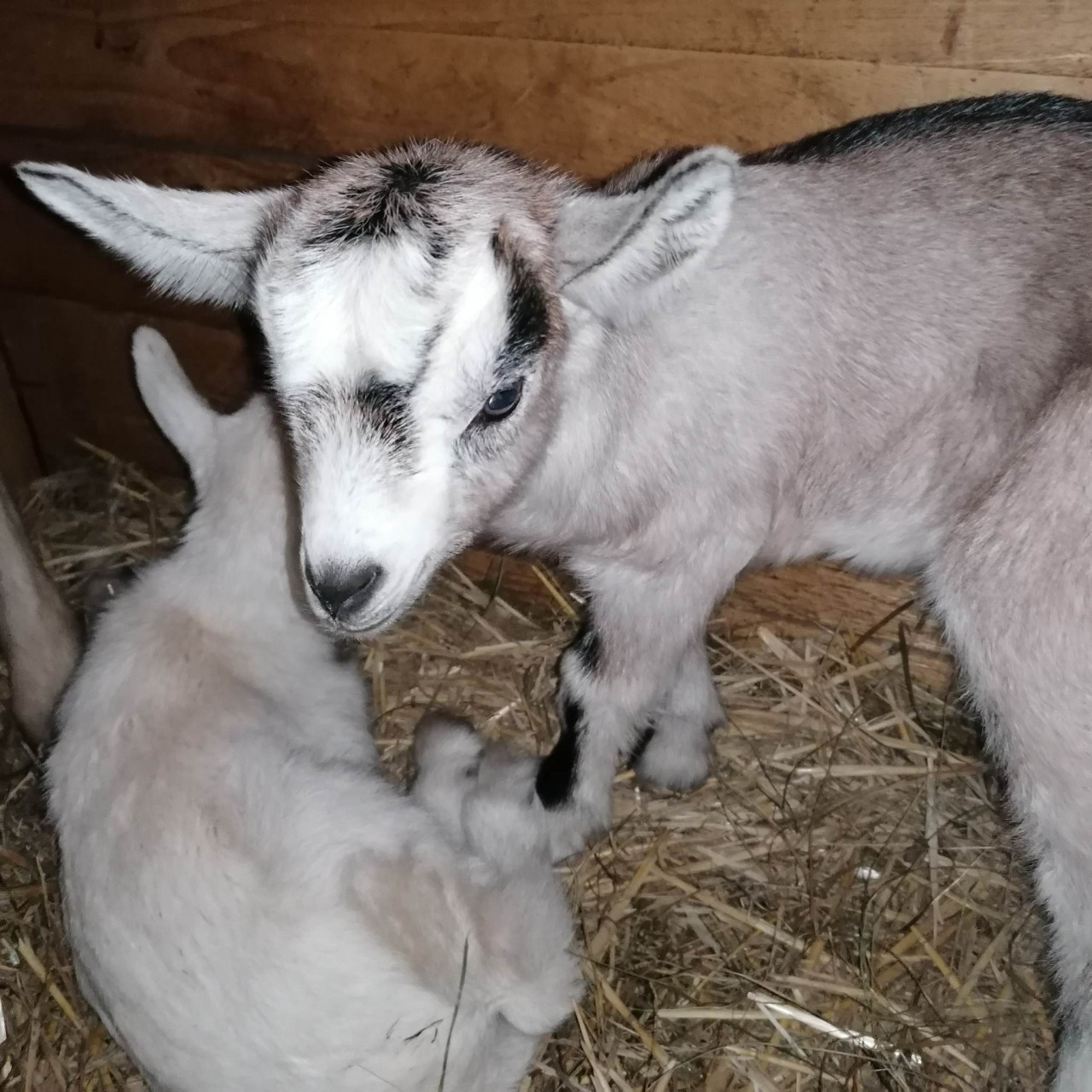 Pomohli jste malé kozí farmě
