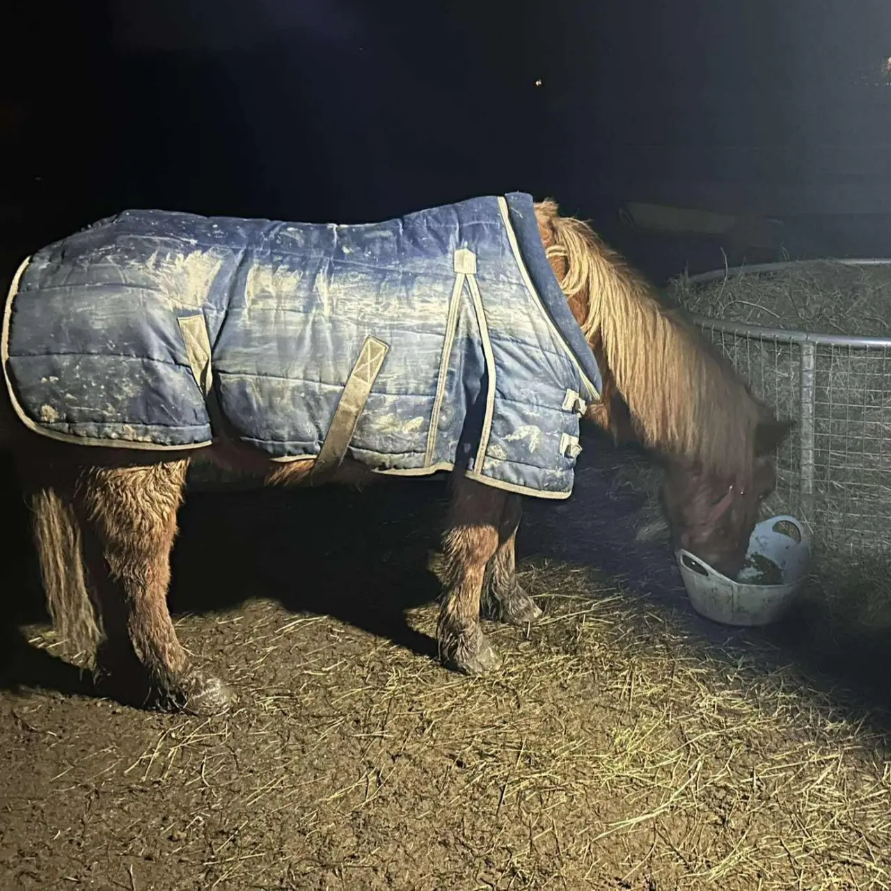 Podpořili jste místo naděje a zázraků pro týrané a opuštěné pejsky, koně a kočičky