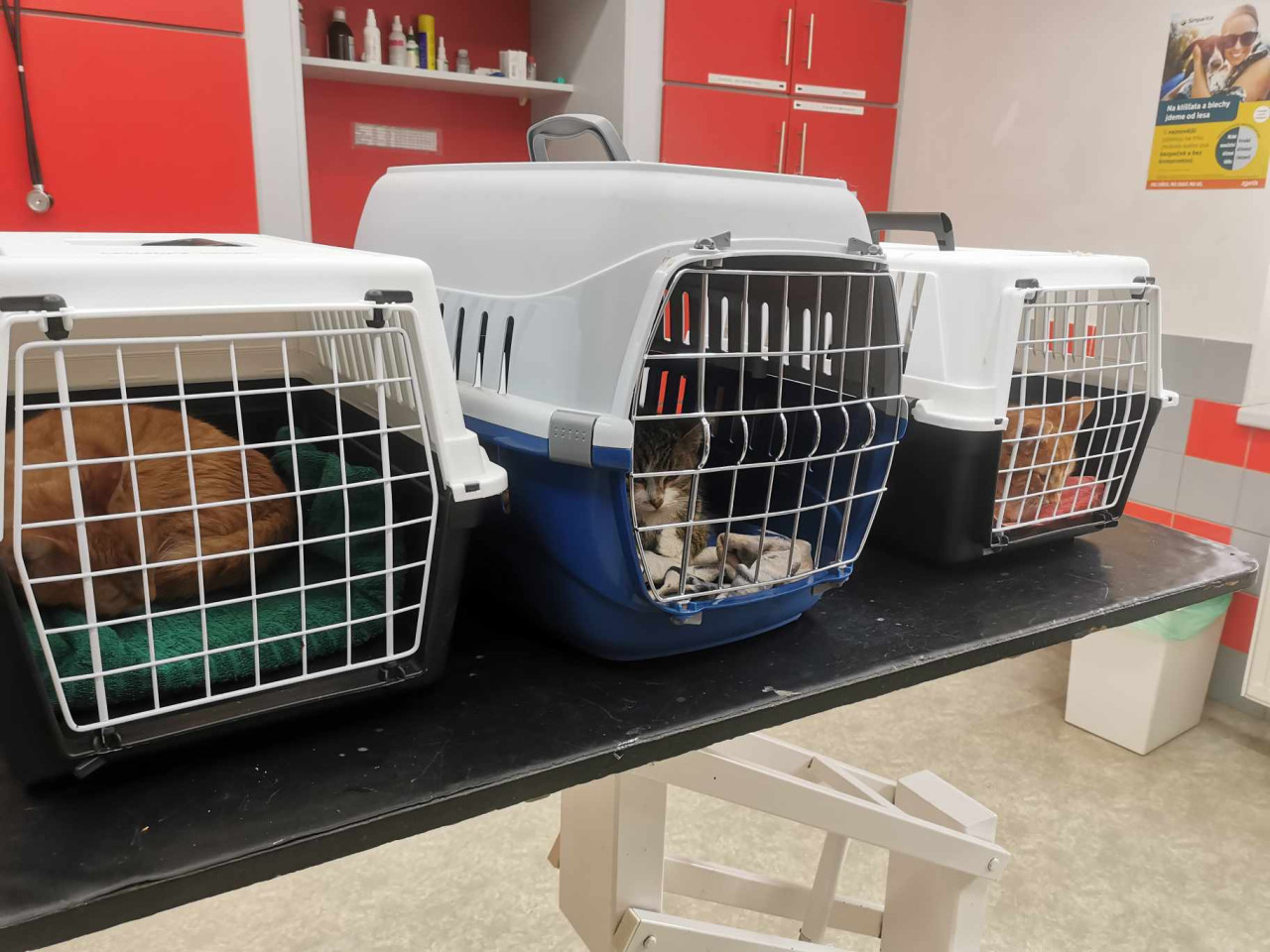 Pomohli jste s veterinárními náklady pro organizaci Společně srdcem pro zvířata