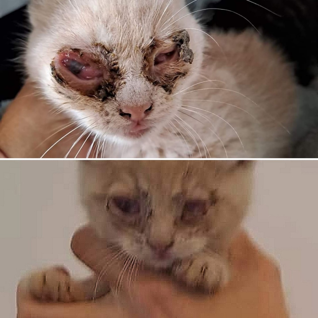 Pomohli jste dalším nechtěným koťátkům u Kočky u Katky