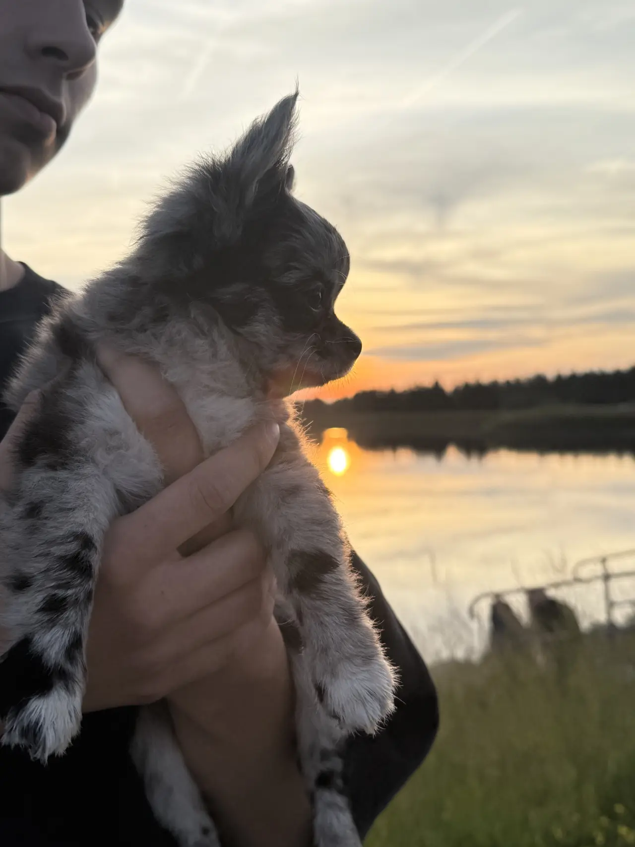 Pomozte Nixie znovu běhat