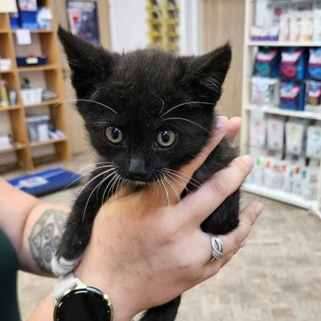Složili jste se na kastraci a veterinární péči pro 20 opuštěných koťat z Kralup a okolí