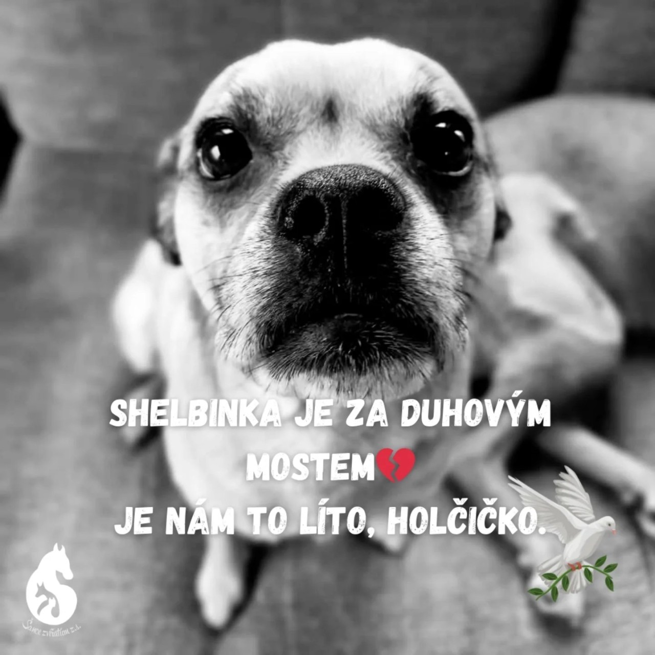 Pomohli jste Tory a Shelby