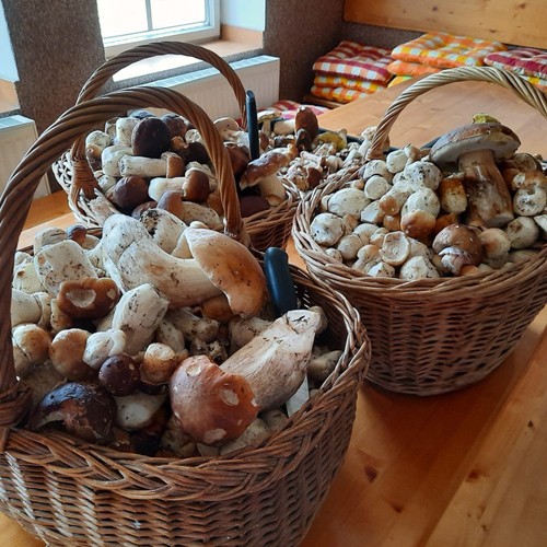 Pomohli jste přispět - POŠLI "PEPU" NA TÁBOR