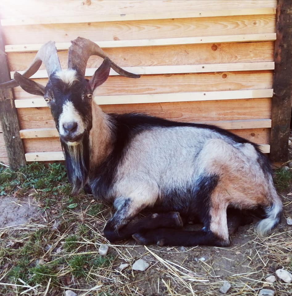 Pomohli jste malé kozí farmě
