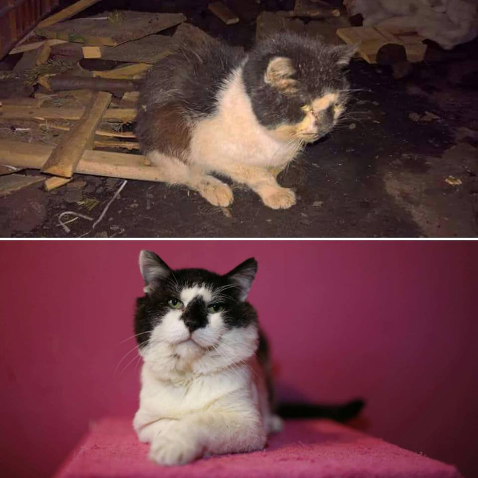 Pomohli jste uhradit faktury na veterině pro opuštěné kočičky