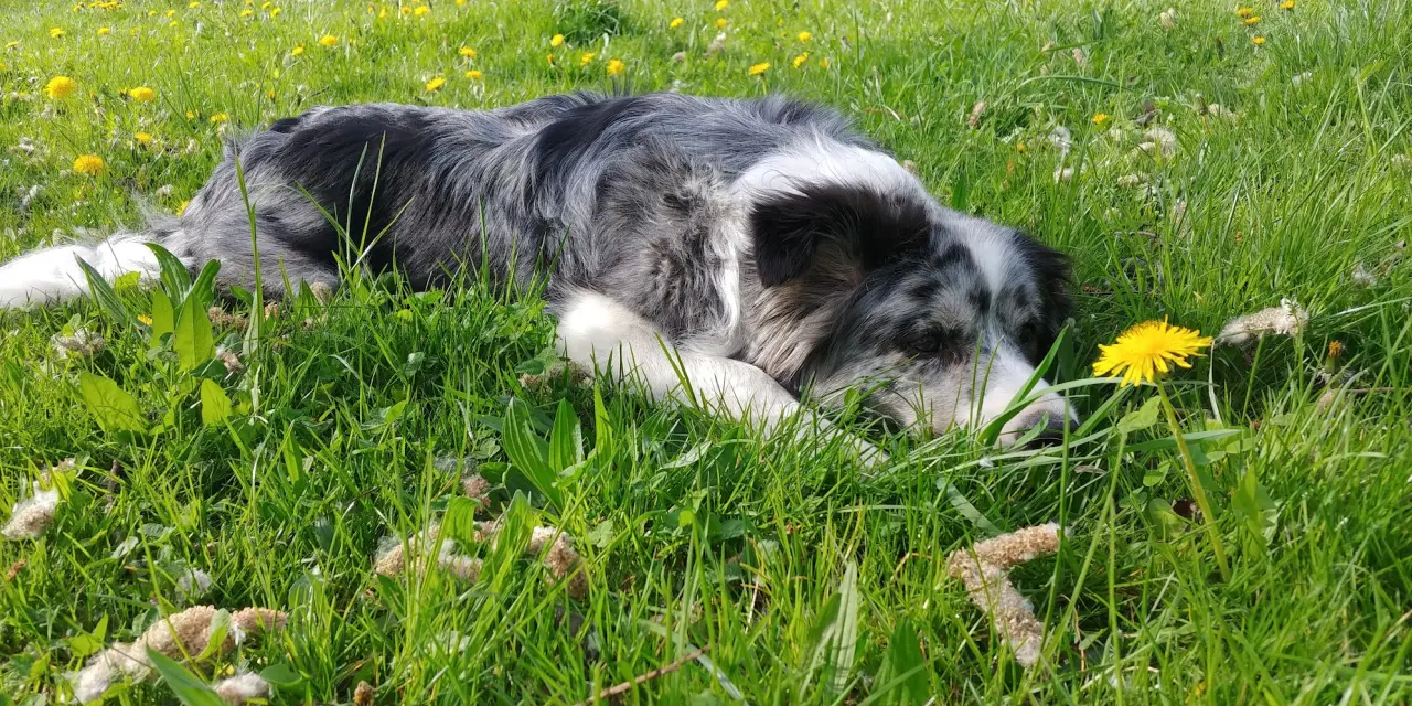 Podpořili jste veterinární péči a dietu pro Dixinku