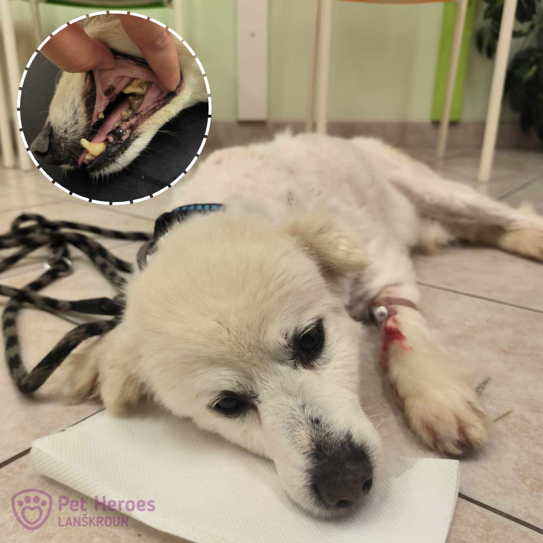 Pomoc útulku Pet Heroes Lanškroun