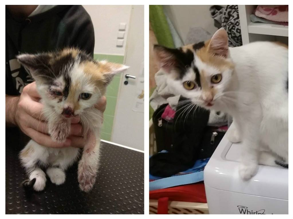 Pomohli jste uhradit faktury na veterině pro opuštěné kočičky